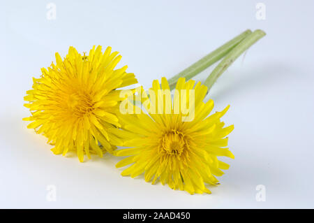 Le pissenlit, l'oranger / (Taraxacum officinale) | Loewenzahn Bluete / (Taraxacum officinale / Löwenzahn, Banque D'Images