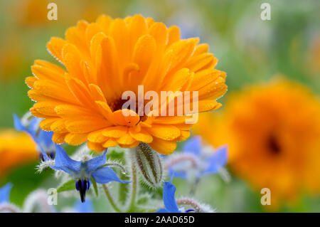 Jardin Marigold / (Calendula officinalis) | Gemeine Ringelblume / (Calendula officinalis) / Klostermedizin Apothekerkraeuter Heilkraeuter,,, Banque D'Images