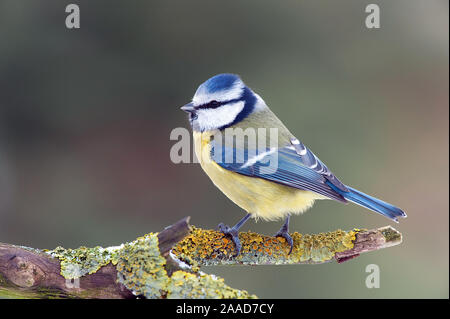 Blaumeise (Cyanistes caeruleus, früher Parus caeruleus) Banque D'Images