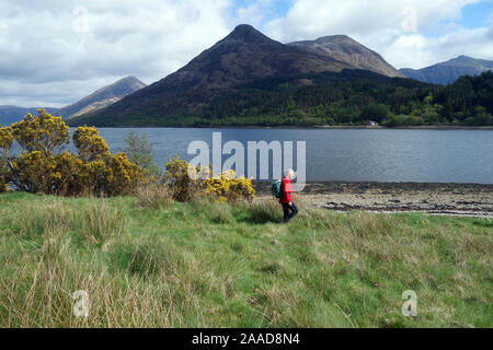 Homme seul marche sur les rives du Loch Leven et la montagne écossaise Graham Sgorr na Ciche (Pap of Glencoe), Scottish Highlands, Ecosse, Royaume-Uni. Banque D'Images