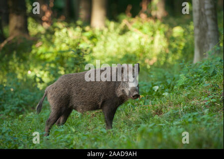 Hiver Wildschwein Nahrungssuche auf, Sus scrofa Banque D'Images