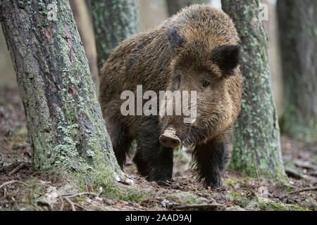 Hiver Wildschwein Nahrungssuche auf, Sus scrofa Banque D'Images