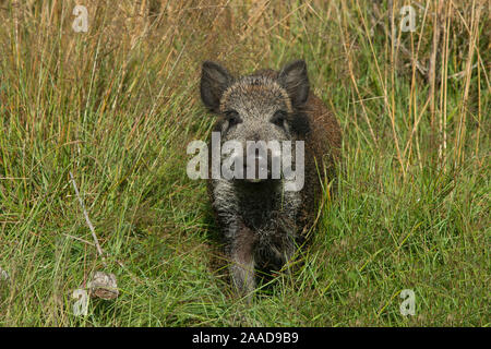 Hiver Wildschwein Nahrungssuche auf, Sus scrofa Banque D'Images