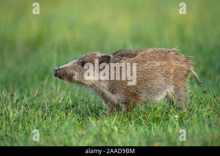 Hiver Wildschwein Nahrungssuche auf, Sus scrofa Banque D'Images