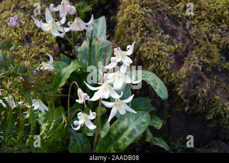 White Erythronium californicum 'White Beauty' (Fawn Lily) Fleurs dans une frontière à RHS Garden Harlow Carr, Harrogate, Yorkshire. Angleterre, Royaume-Uni. Banque D'Images