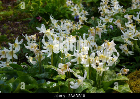 White Erythronium californicum 'White Beauty' (Fawn Lily) Fleurs dans une frontière à RHS Garden Harlow Carr, Harrogate, Yorkshire. Angleterre, Royaume-Uni. Banque D'Images