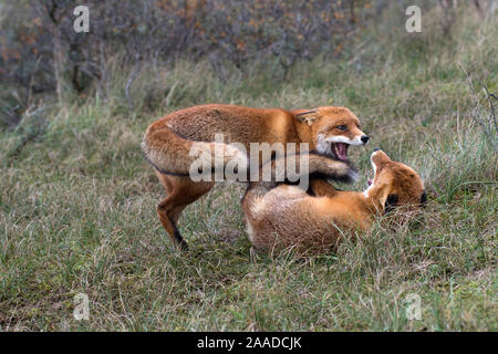 Rotfuchs, Vulpes vulpes, Zwei Fuechse spielen im Wald Banque D'Images