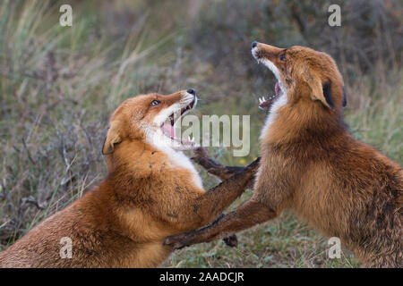 Rotfuchs, Vulpes vulpes, Zwei Fuechse spielen im Wald Banque D'Images