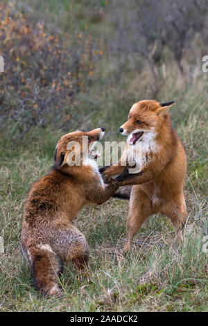 Rotfuchs, Vulpes vulpes, Zwei Fuechse spielen im Wald Banque D'Images