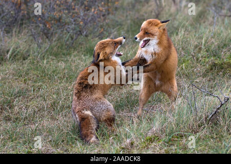 Rotfuchs, Vulpes vulpes, Zwei Fuechse spielen im Wald Banque D'Images