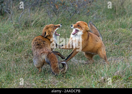 Rotfuchs, Vulpes vulpes, Zwei Fuechse spielen im Wald Banque D'Images