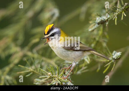 Sommergoldhaehnchen Sitzwarte ; Regulus ignicapilla, Banque D'Images