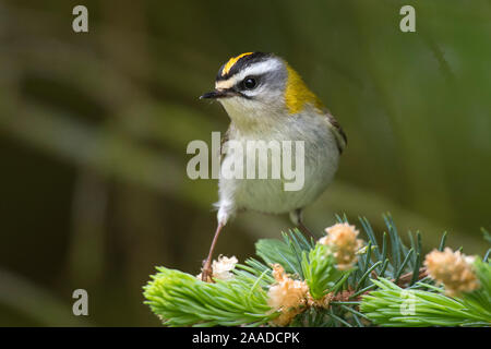 Sommergoldhaehnchen Sitzwarte ; Regulus ignicapilla, Banque D'Images