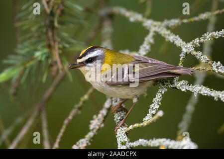 Sommergoldhaehnchen Sitzwarte ; Regulus ignicapilla, Banque D'Images