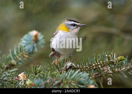 Sommergoldhaehnchen Sitzwarte ; Regulus ignicapilla, Banque D'Images