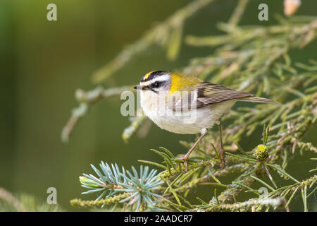 Sommergoldhaehnchen Sitzwarte ; Regulus ignicapilla, Banque D'Images