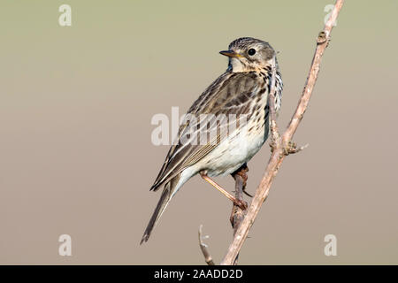 , Anthus pratensis, Wiesenpieper Banque D'Images