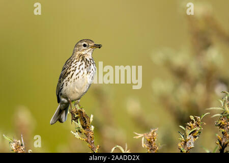 , Anthus pratensis, Wiesenpieper Banque D'Images