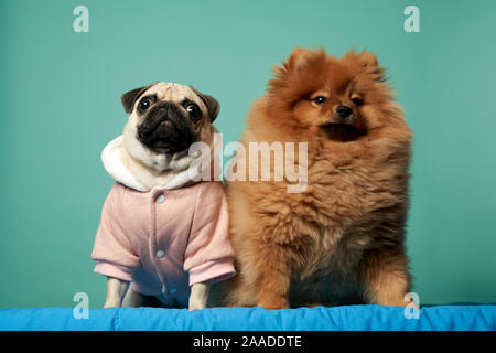 Spitz et de costume en pug sur fond bleu blanc en studio Banque D'Images