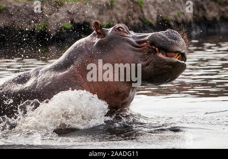 Hippopotame (Hippopotamus amphibius) agressivité territoriale, le Parc National de Chobe, au Botswana. Banque D'Images