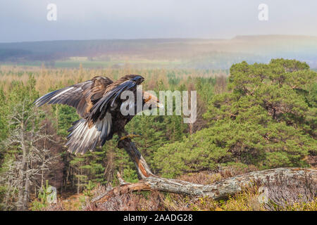 L'aigle royal (Aquila chrysaetos) sous-adultes, Kingussie, Scotland, UK. Les oiseaux de fauconnerie. Banque D'Images