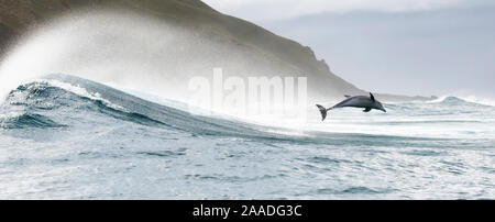 Grand dauphin de l'Indo-Pacifique (Tursiops aduncus) bondir de la surf, Afrique du Sud, océan Indien. Banque D'Images