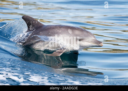 Grand dauphin de l'Indo-Pacifique (Tursiops aduncus) marsouinage, Afrique du Sud, océan Indien. Banque D'Images