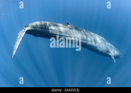 Le rorqual bleu (Balaenoptera musculus brevicauda) sous-espèces de baleine bleue. Plongée sous-marine dans des eaux plus profondes pour se nourrir de krill après aération en surface. Mirissa, Sri Lanka, de l'Océan Indien. Banque D'Images