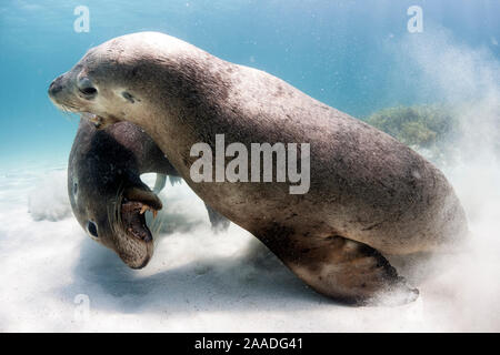 Deux lions de mer australiens mâles matures (Neophoca cinerea) jouer les combats. Carnac Island, Australie occidentale. Banque D'Images