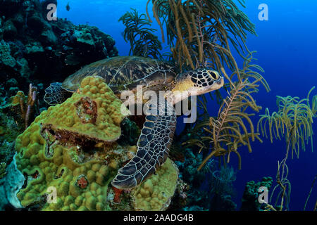 Tortue verte (Chelonia mydas) Le repos, le sommeil sur les récifs coralliens, Bonaire, Antilles néerlandaises sous le vent, dans la région des Caraïbes, Antilles néerlandaises Banque D'Images