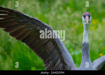 (Grus monacha Hooded crane) en captivité, les ailes battantes Banque D'Images