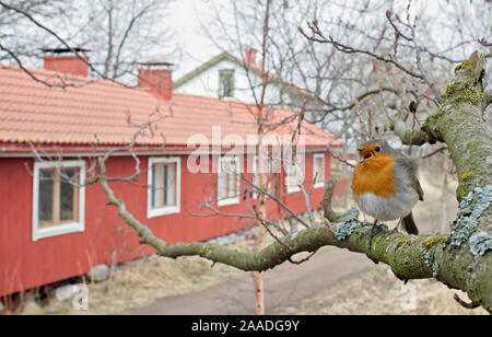 Robin (Erithacus rubecula aux abords) au chant sur une branche près d'une maison, l'OTU, Finlande, avril. Banque D'Images