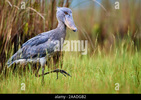 Shoebill stork (Balaeniceps rex) dans les marais de Mabamba, Lac Victoria, Ouganda Banque D'Images