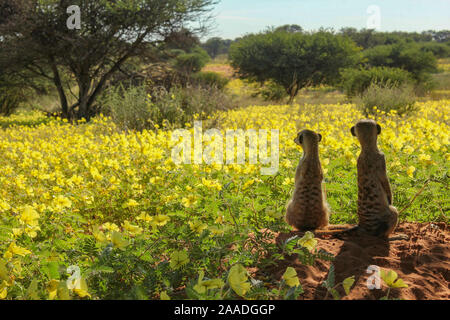 Les suricates (Suricata suricatta) deux donnent sur un champ de fleurs d'épine du diable (Tribulus zeyheri) dans le désert du Kalahari, Afrique du Sud. Banque D'Images