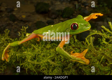 Gliding tree frog (Agalychnis spurrelli) l'ascension d'une vigne à Las Cruces Biological Station, Costa Rica. Banque D'Images