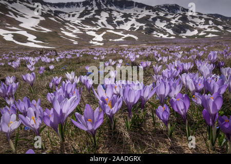 Printemps crocus (Crocus vernus) floraison en masse sur le Campo Imperatore, Abruzzo, Italie. Avril. Banque D'Images