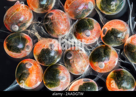 Commune européenne / Le Homard (Homarus gammarus) develoing les œufs. Les yeux composés des embryons peut être clairement vu. Conditions contrôlées, Cornwall, UK. Focus image empilées. Banque D'Images