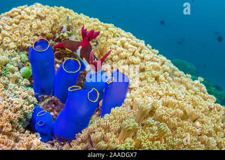 Nudibranches (Nembrotha chamberlaini) se nourrissant de tuniciers (violet) sur un récif de corail. Anilao, Batangas, Luzon, Philippines. Verde Island Passages, ouest de l'océan Pacifique tropical.. Banque D'Images