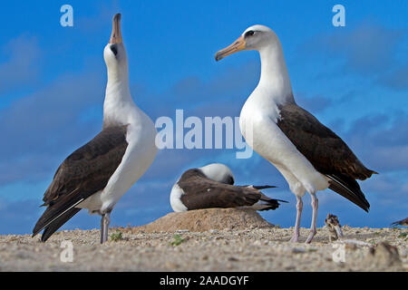 Albatros de Laysan (Phoebastria immutabilis), l'île de l'Est, parade, l'atoll de Midway National Wildlife Refuge, New York Banque D'Images