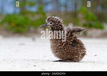 Albatros de Laysan (Phoebastria immutabilis), chick, est de l'île, l'atoll de Midway National Wildlife Refuge, New York Banque D'Images