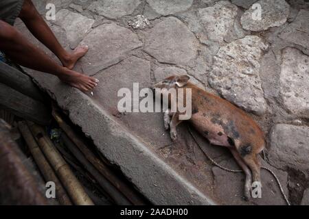 Un cochon couché sur le sol à côté d'un homme assis sous le porche d'une maison dans un village traditionnel de l'île de Sumba, en Indonésie. Banque D'Images