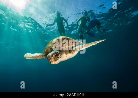 La tortue verte (Chelonia mydas) nage avec tuba dans l'arrière-plan, Canaries, Espagne, juillet. Banque D'Images