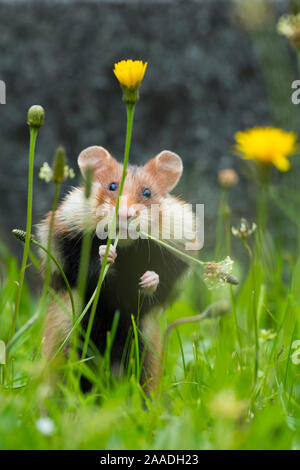 Grand hamster (Cricetus cricetus) se nourrissant de plantain, Vienne, Autriche. Banque D'Images