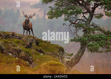 Red Deer cerf (Cervus elaphus) dans l'habitat robuste debout à côté de vieux arbres de pin sylvestre noueux, Western Highlands, Ecosse, Royaume-Uni, décembre. Banque D'Images