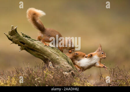 L'écureuil roux (Sciurus vulgaris), deux se disputant sur souche, Ecosse, UK, avril. Banque D'Images