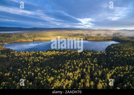 Le pin sylvestre (Pinus sylvestris) forêt entourant Loch Garten dans la lumière du matin, Abernethy Forêt, Parc National de Cairngorms, en Écosse, au Royaume-Uni, en août 2016. Banque D'Images