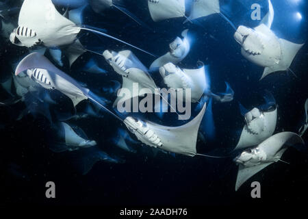 De l'école Munk (Mobula munkiana devil ray), se nourrissant de plancton la nuit, photographiée sur une longue exposition, l'île d'Espiritu Santo, Mer de Cortez, Baja California, au Mexique, à l'Est de l'Océan Pacifique Banque D'Images