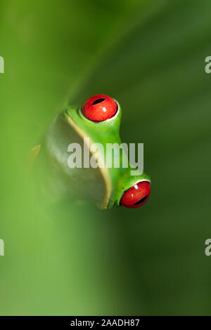 Femelle, Rouge-eyed Tree Frog (agalychnis callidryas) - Caraïbes course pente (flancs) bleu - obscurci dans le feuillage de la forêt tropicale. La forêt tropicale de moyenne altitude près de Aranal, centrale du Costa Rica. Banque D'Images