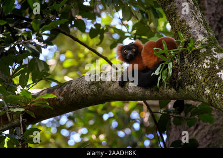 La Gélinotte rouge adultes Le Varecia rubra (Lemur) reposant dans la forêt vierge. Le Parc National de Masoala, au nord est de Madagascar. En voie de disparition. Banque D'Images