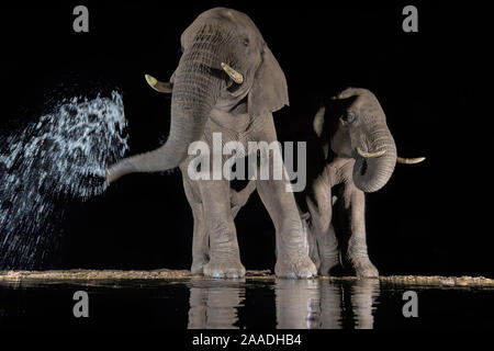 Les éléphants (Loxodonta africana) au point d'eau à boire à la nuit. Un tronc de pulvériser de l'eau, Zimanga Private Game Reserve, KwaZulu-Natal, Afrique du Sud. Banque D'Images